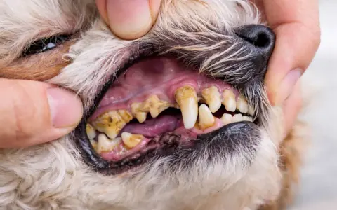 Dientes de perro con sarro visible, encías inflamadas y mal aliento. Es importante cuidar la salud bucal de tu mascota para evitar problemas.