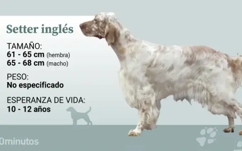 Un elegante setter inglés, con su pelaje blanco y manchas marrones, se muestra con información sobre su tamaño y esperanza de vida.