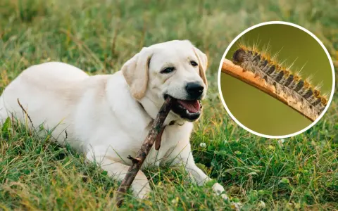 Un perro labrador juega con un palo mientras una oruga procesionaria, peligrosa para los perros, se muestra en un círculo.