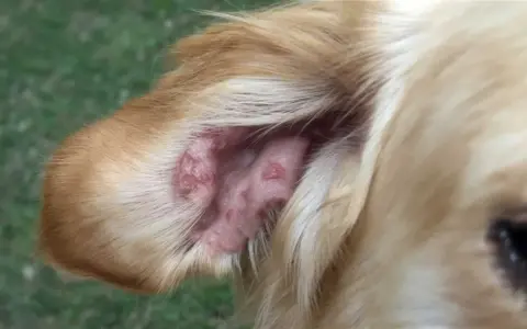 Oreja de perro con lesiones rojizas, posiblemente por picaduras de flebotomos.