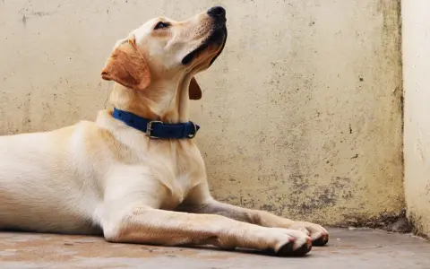 Labrador con collar azul, esperando atentamente. ¡Seguro que está aprendiendo nuevos trucos para perros!