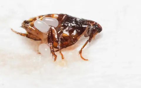 Pulga muerta con sus huevos. El agua es un método para que las pulgas mueren.
