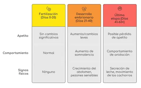 Tabla que detalla las etapas de gestación canina, desde la fertilización hasta la última etapa, indicando cambios en apetito, comportamiento y signos físicos. Así se sabe cuanto tarda un perro en parir.
