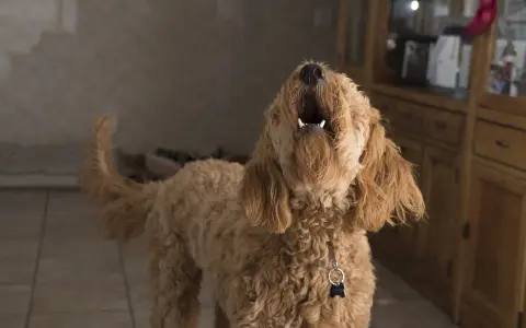 Un perro lanudo aúlla con la boca abierta. Parece que mi perro ladra cuando me voy, ¡y no le gusta nada!