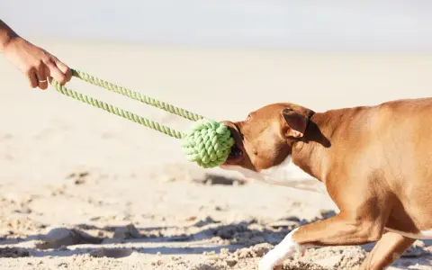 Perro marrón jugando a tirar de la cuerda en la playa, uno de los muchos juegos para perros.