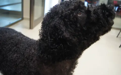 Perro de agua negro con un corte de pelo rizado y esponjoso, listo para nadar.