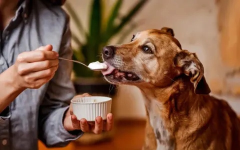 Un perro marrón disfruta de una cucharada de yogur ofrecida por una persona. ¡Los perros pueden comer yogur!