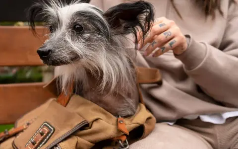 Un perro sin pelo, con un collar de cuero y una bolsa de lona, mira atentamente. Mi perro no ladra, pero observa todo con curiosidad.