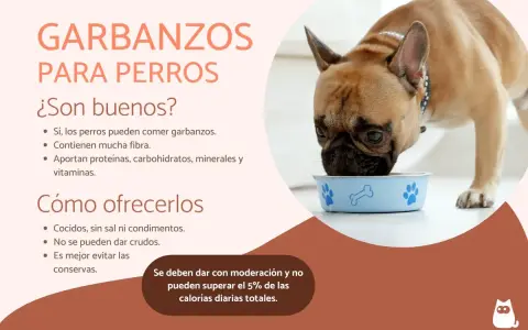 Un bulldog francés come de un cuenco azul. Los garbanzos son buenos para perros, aportando fibra y nutrientes.