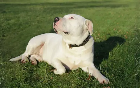 Un majestuoso dogo argentino blanco descansa en la hierba verde, con su collar tachonado brillando bajo el sol.