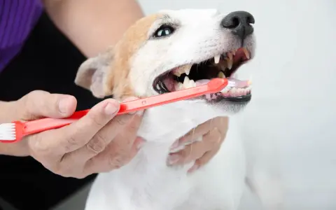 Persona cepilla los dientes de su perro con un cepillo rojo. Cuidar la higiene bucal es esencial para limpiar dientes perro.