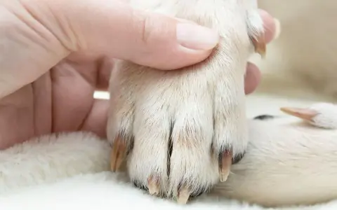 Mano sujetando la pata de un perro para cortar uñas.
