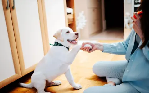 Un cachorro blanco da la pata a una persona, aprendiendo cómo jugar con un cachorro.
