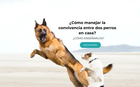 Un pastor alemán y un terrier juegan en la playa. Aprende cómo hacer que dos perros se lleven bien en casa.
