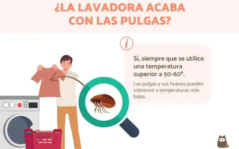 Un hombre muestra ropa cerca de una lavadora. Una lupa revela una pulga, indicando que las pulgas mueren en la lavadora con agua caliente.