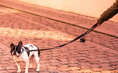 Un bulldog francés, con manchas negras y blancas, mira con desconfianza mientras mi perro no quiere salir a la calle.