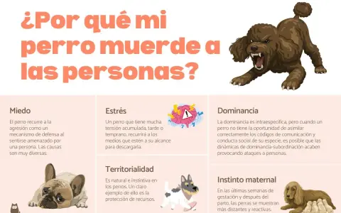 Un perro con miedo, que se siente amenazado, puede morder. La imagen muestra las causas de la agresión canina.