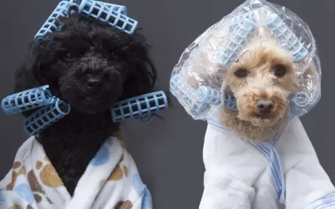 Dos caniches toy, uno negro y otro rubio, con rulos y batas, listos para unos cortes de pelo caniche toy.