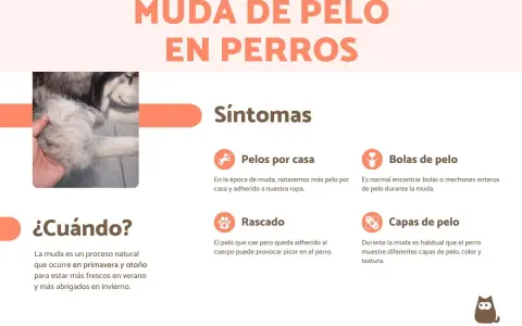 Infografía sobre cuándo mudan el pelo los perros, mostrando síntomas como pelos en casa, bolas de pelo, rascado y cambios en las capas de pelo.