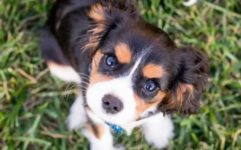 Cachorro tricolor con ojos curiosos, aprendiendo como enseñar a un cachorro a no morder.