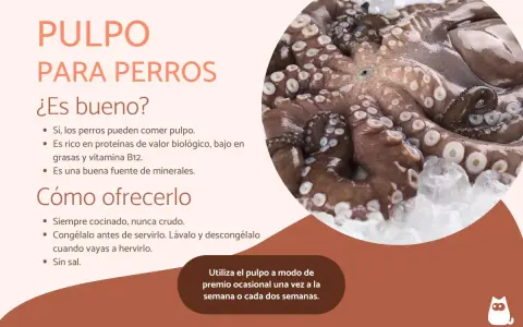 Pulpo para perros: sí, los perros pueden comer pulpo. Es nutritivo y bajo en grasa. Aquí te explicamos cómo ofrecerlo.