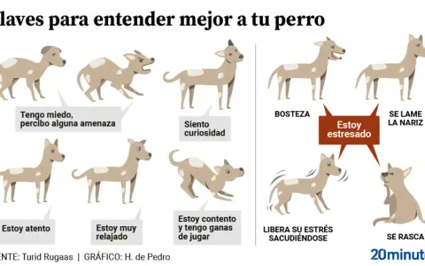 Ilustración muestra el **comportamiento canino** con diferentes posturas y expresiones, indicando estados como miedo, curiosidad, relajación, estrés y ganas de jugar.