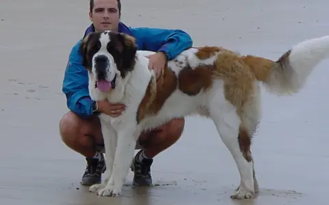 Hombre con un perro san bernardo en la playa.