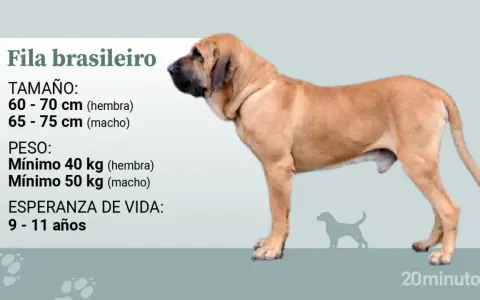Un Fila Brasileiro, perro de gran tamaño y musculoso, con información sobre su altura, peso y esperanza de vida.