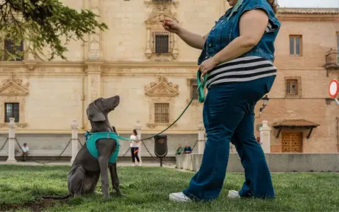 Entrenando a un perro weimaraner en un parque, aprendiendo a sentarse. La dueña le da una orden, un ejemplo de como educar a un perro.
