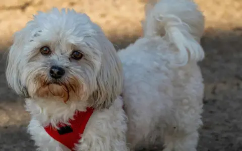 Un adorable Bichón Maltés con un estilo corte pelo esponjoso y un arnés rojo.