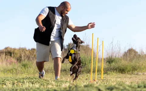 Hombre entrenando a su perro en un campo. El perro salta con entusiasmo mientras el hombre le da una orden.
