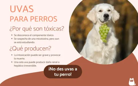 Un perro dorado sonríe con un racimo de uvas verdes en la boca. El texto advierte: "¡No des uvas a tu perro!" porque los perros pueden comer uvas y son tóxicas.