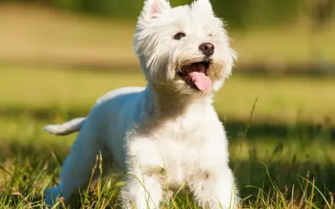 Un West Highland White Terrier blanco, con la lengua fuera, corre feliz por un campo verde y soleado.