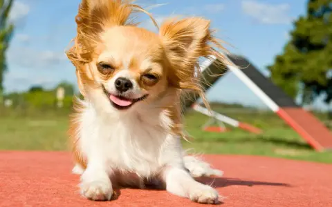 Chihuahua feliz y peludo, listo para su comida casera. Disfruta del sol y la vida.