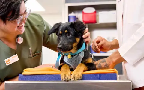 Veterinarios preparan a un cachorro para saber cuándo se puede castrar a un perro. El cachorro luce un arnés azul y un collar dorado.