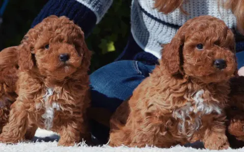 Tiernos cachorros de caniche con corte asiático, listos para conquistar corazones.