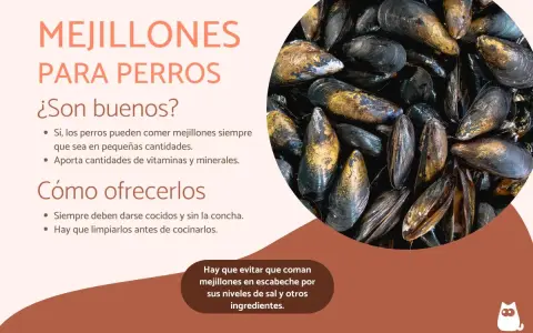 Los perros pueden comer mejillones cocidos y sin concha. Son una fuente de vitaminas y minerales, pero evita los escabechados.