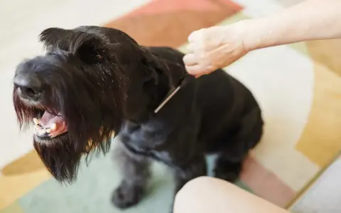 Un perro negro con barba larga y tupida, parece que le están haciendo stripping.