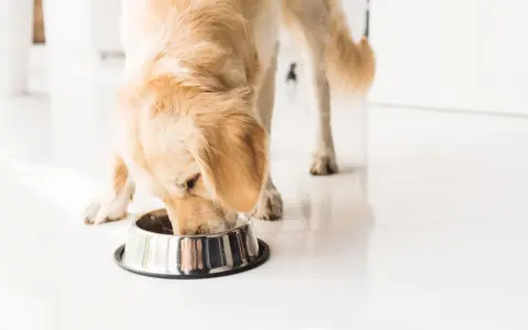 Golden retriever disfrutando de su dieta natural para perros.
