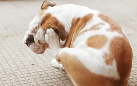 Bulldog se rasca la cara con la pata, indicando la necesidad de saber como eliminar las pulgas de mi perro.