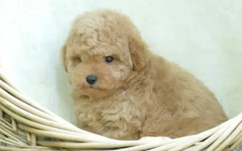 Adorable caniche toy pelado, color caramelo, acurrucado en una cesta de mimbre.
