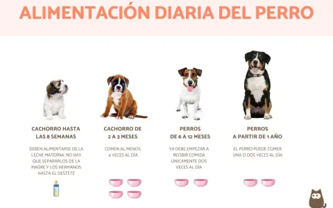 Cachorro de 2 a 3 meses come 4 veces al día. Imagen muestra perros de diferentes edades y sus porciones de comida.