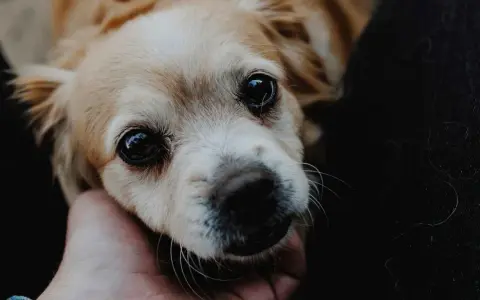Un perro hiperactivo, con ojos grandes y brillantes, mira con ternura mientras una mano acaricia su cabeza.