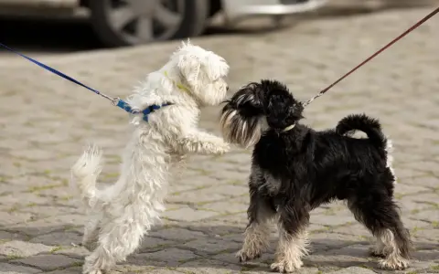 Dos perros, uno blanco y otro negro, se saludan con entusiasmo. El blanco salta, el negro espera. ¡Parece que hay celo perros en el aire!