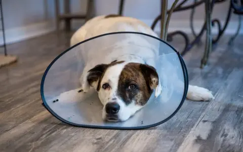 Perro con collar isabelino recuperándose. Averigua cuanto vale castrar un perro para su bienestar.