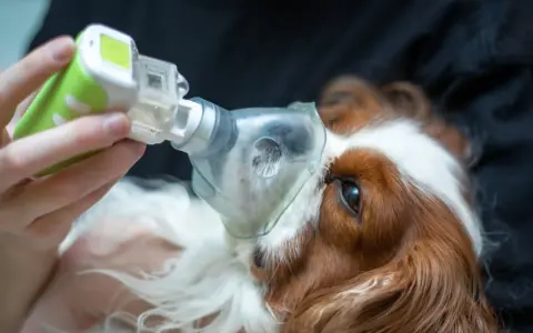 Un perro recibe tratamiento con nebulizador para edema pulmonar. La esperanza de vida de perro con edema pulmonar mejora con cuidados.