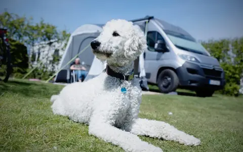 Un caniche gigante sin pelar descansa en el césped, con una tienda de campaña y una furgoneta camper al fondo.