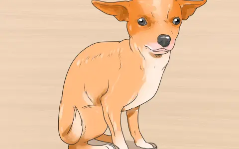 Un adorable chihuahua cachorro sentado, listo para aprender sobre sus cuidados.