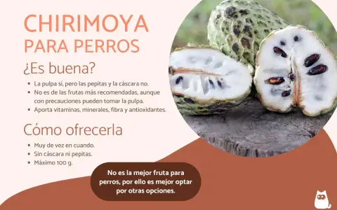 Chirimoya para perros: la pulpa es comestible, pero sin pepitas ni cáscara. No es la fruta más recomendada, aunque aporta nutrientes.