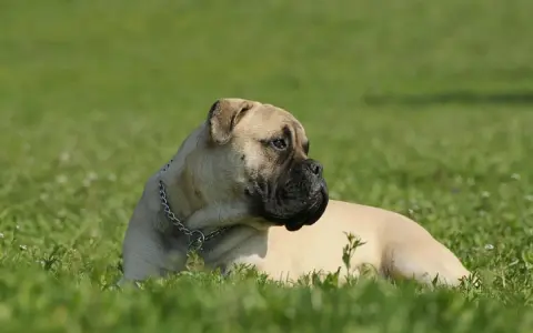 Un majestuoso bullmastiff descansa en la hierba verde, con su collar plateado brillando bajo el sol.